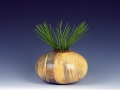 Ponderosa Pine Hollow Form