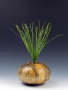 Ponderosa Pine Hollow Form